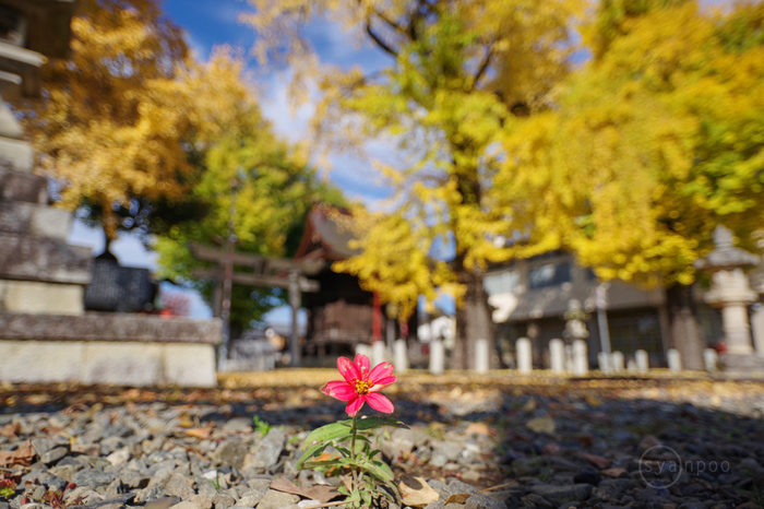 ペンタックス PENTAX KF with カスタムイメージ